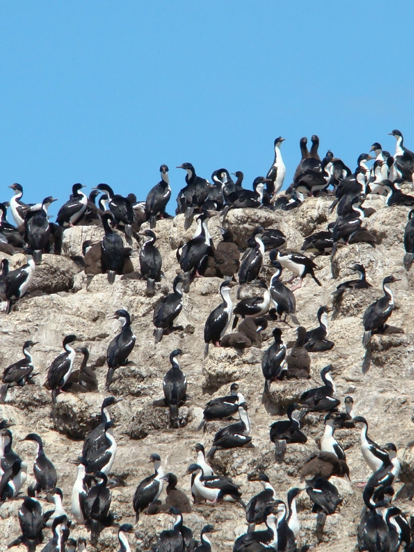 5-Destino-faro-les-éclaireurs-Navegacion-Velero-Ksar-Canal-Beagle-Tierra-del-Fuego-Fin-del-Mundo-Argentina